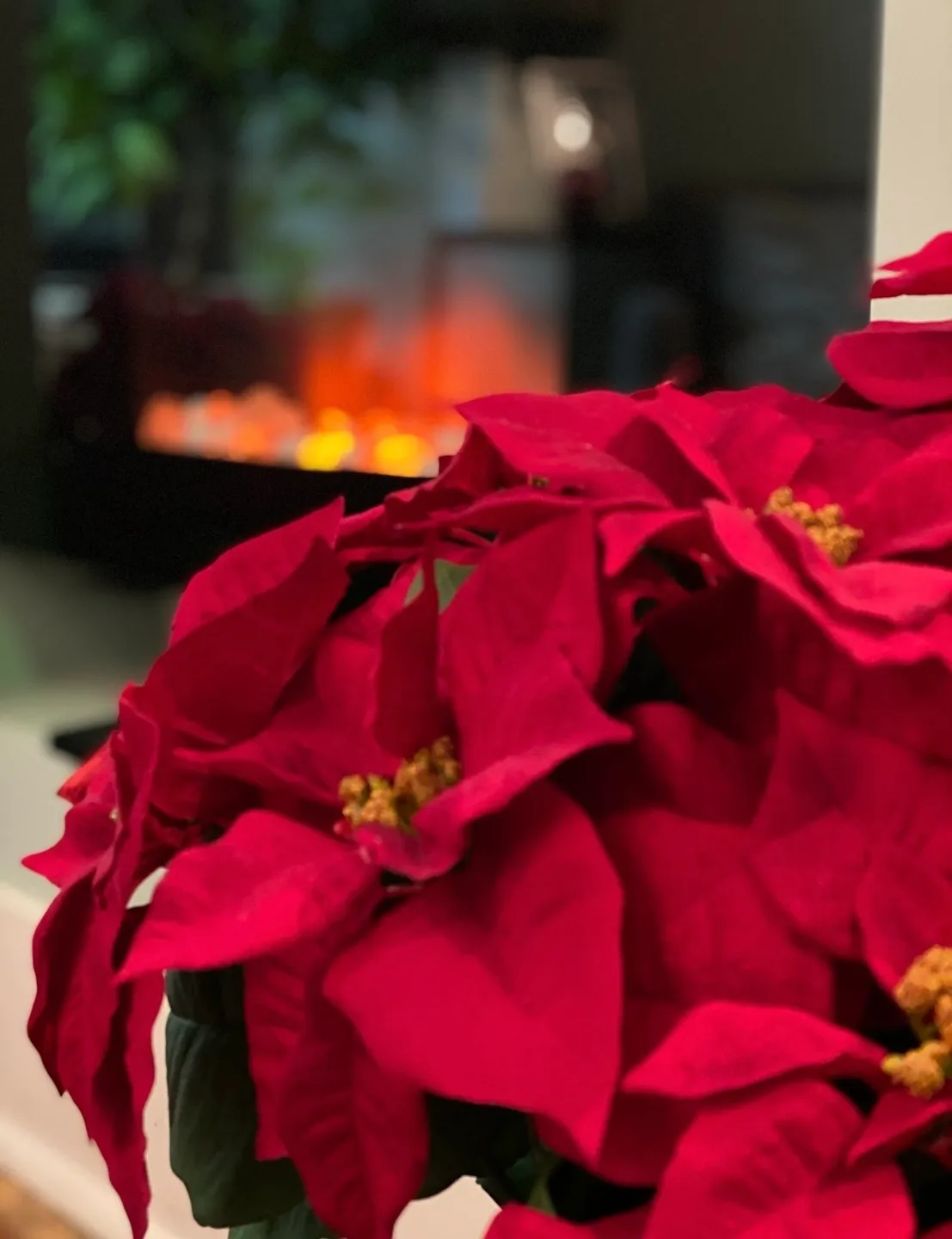 A close up of some poinsettia flowers